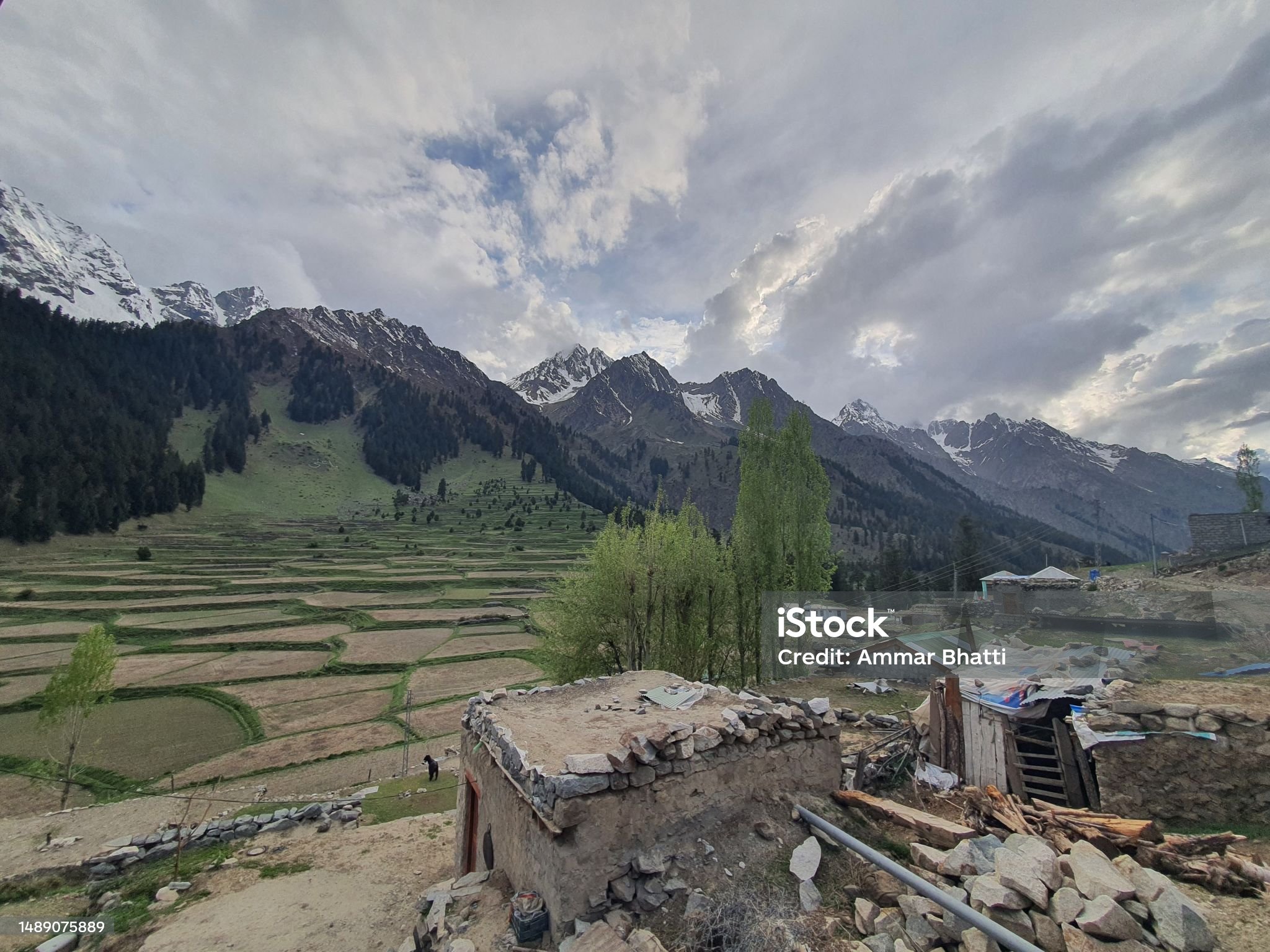 Naltar Valley Forest